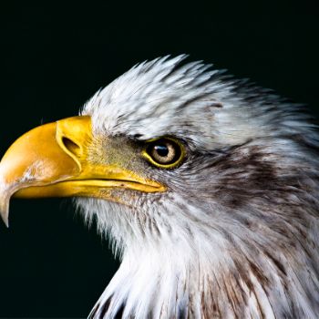 A side view of an eagle's face