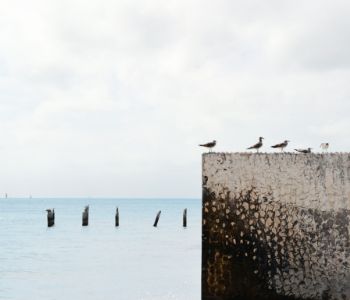 A wall with bird on it, with a ocean in background