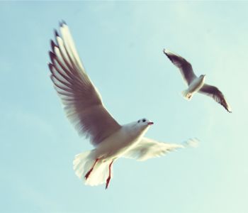 Two seagulls flying in the sky. One of them is higher than the other