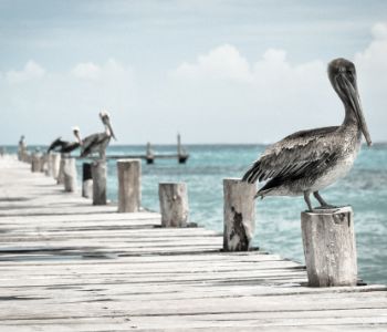 A pier with several pelicans on the stumps